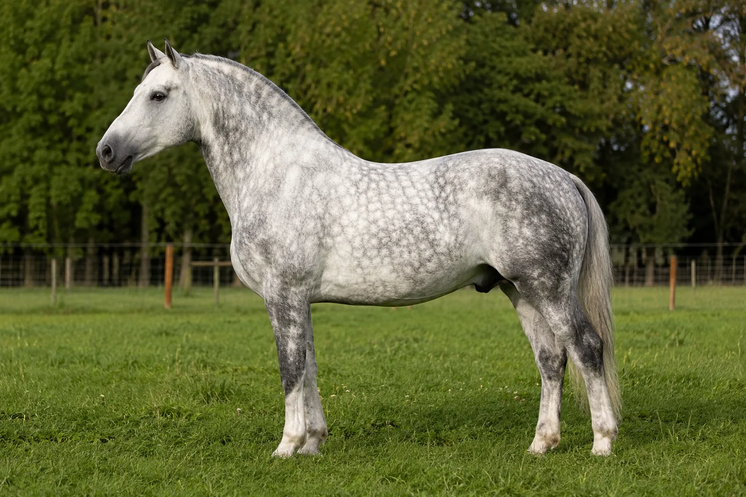 Dappled grey Boulonnais horse, in profile, in a lush green meadow, showcasing its elegance and musculature.
