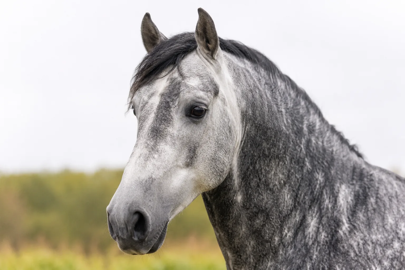 Close-up of the expressive head of a grey Boulonnais horse, highlighting its large eyes and straight profile.