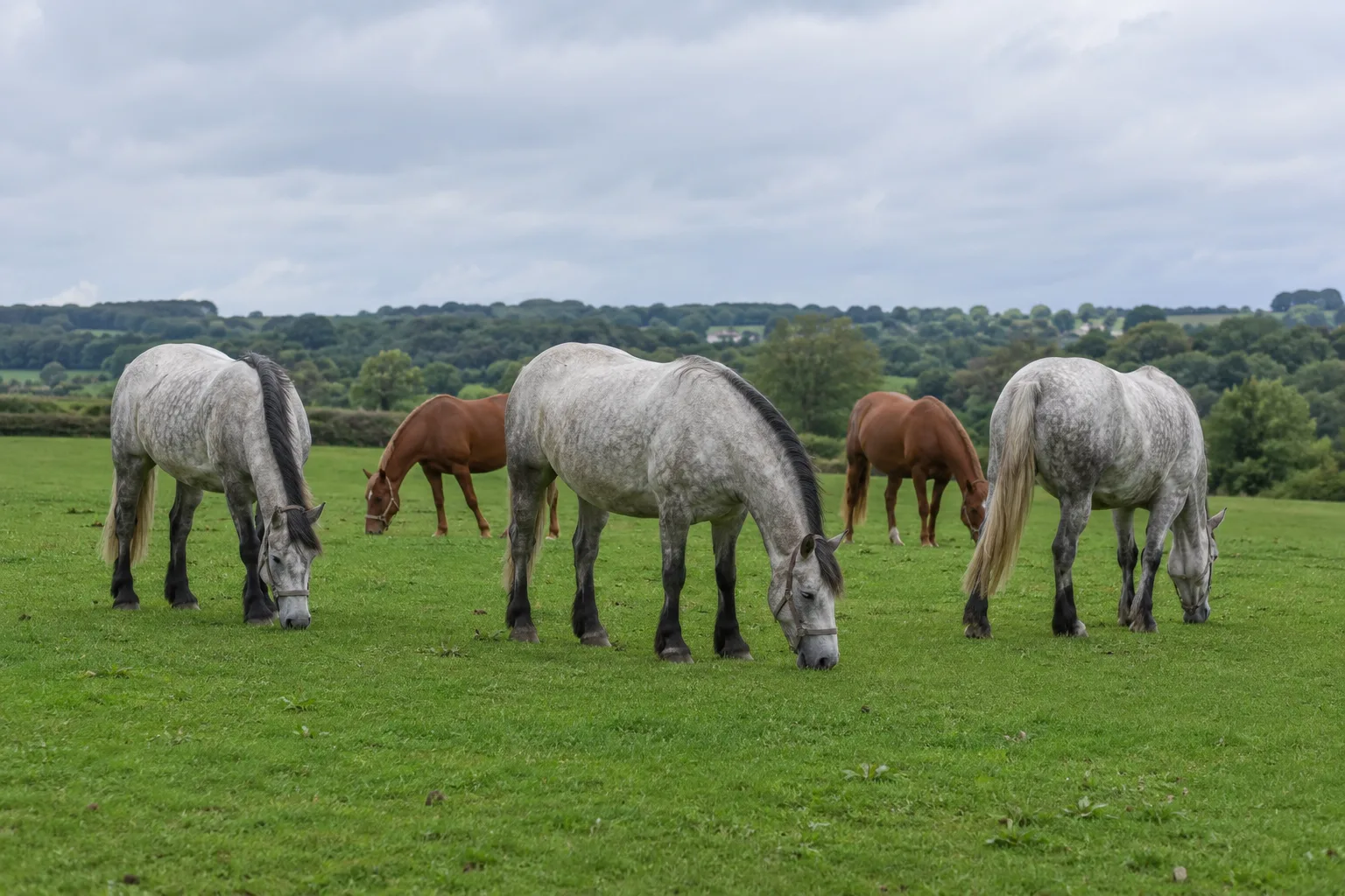 Several grey and chestnut Boulonnais horses grazing peacefully in a large meadow in Pas-de-Calais.
