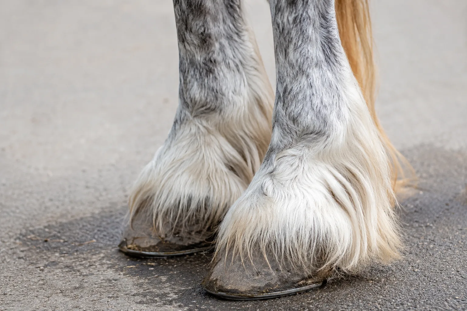 Detail of the fine, silky feathering on the legs of a grey Boulonnais horse, illustrating the breed's refinement.