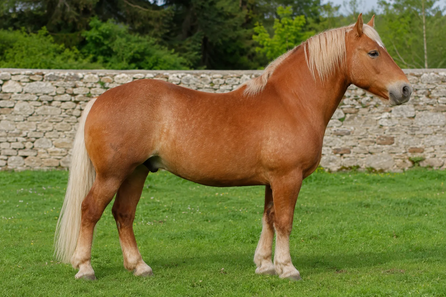 Chestnut Breton horse, in profile, in a lush green meadow with a Breton stone wall in the background.