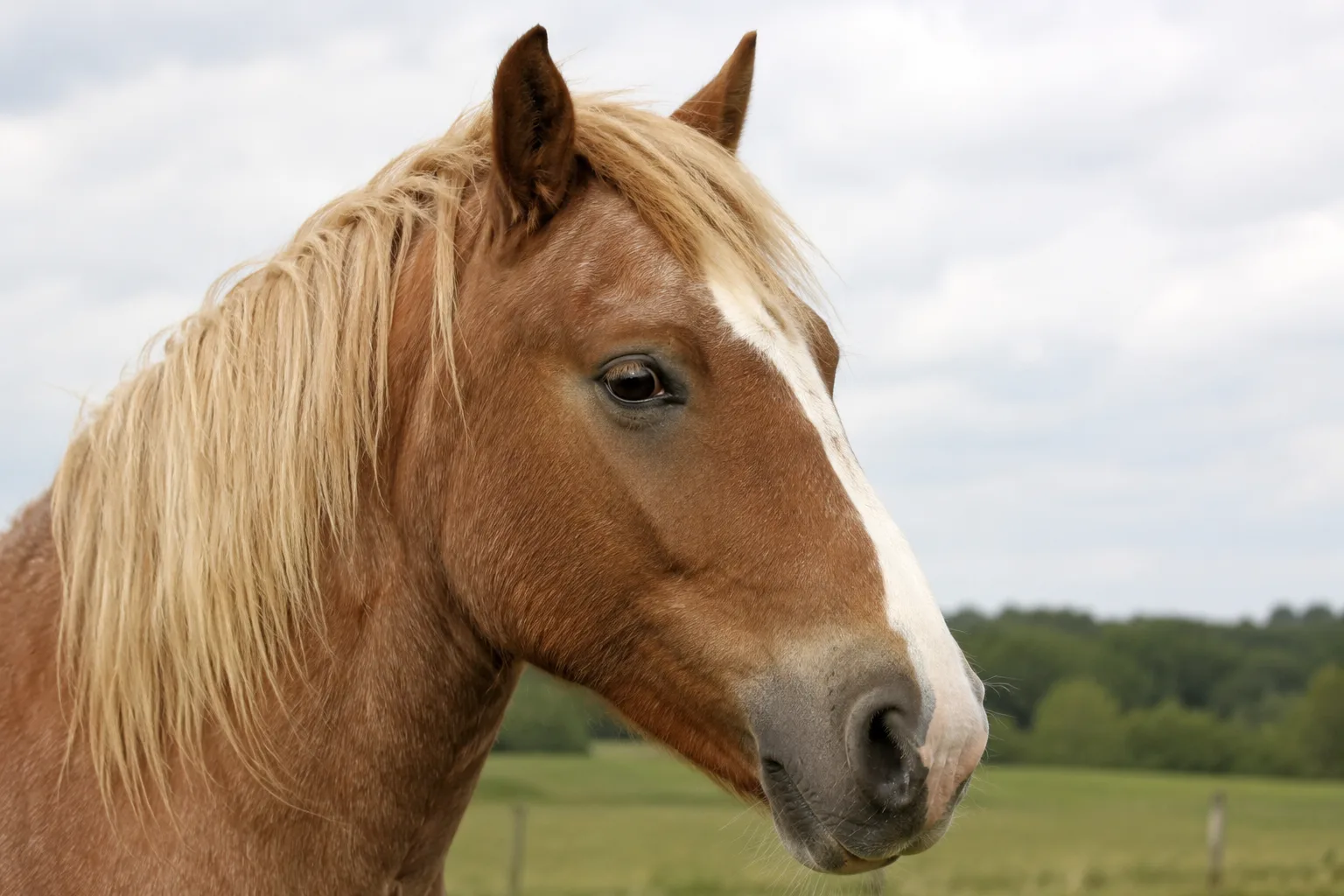 Close-up portrait of a Breton horse's head, showing its lively eyes and straight profile.