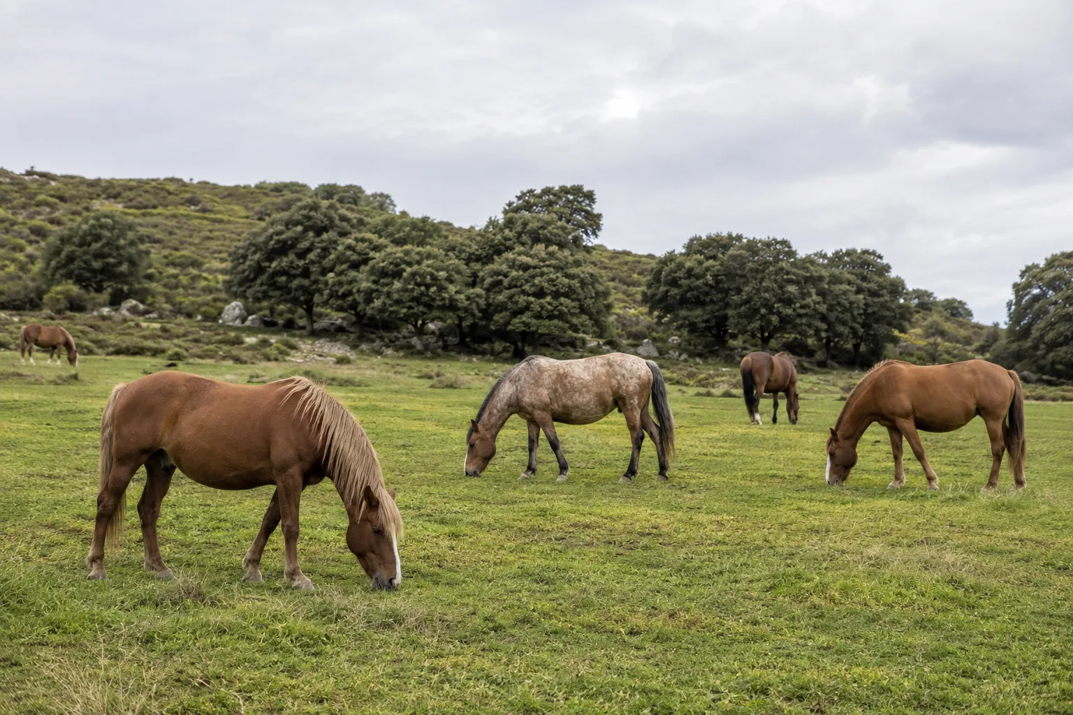 A group of Breton horses of different coats grazing peacefully in a large meadow in Brittany.