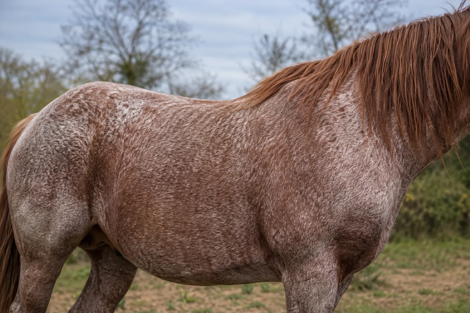 Detail of a Breton horse's roan coat, highlighting the color and texture of its hair.