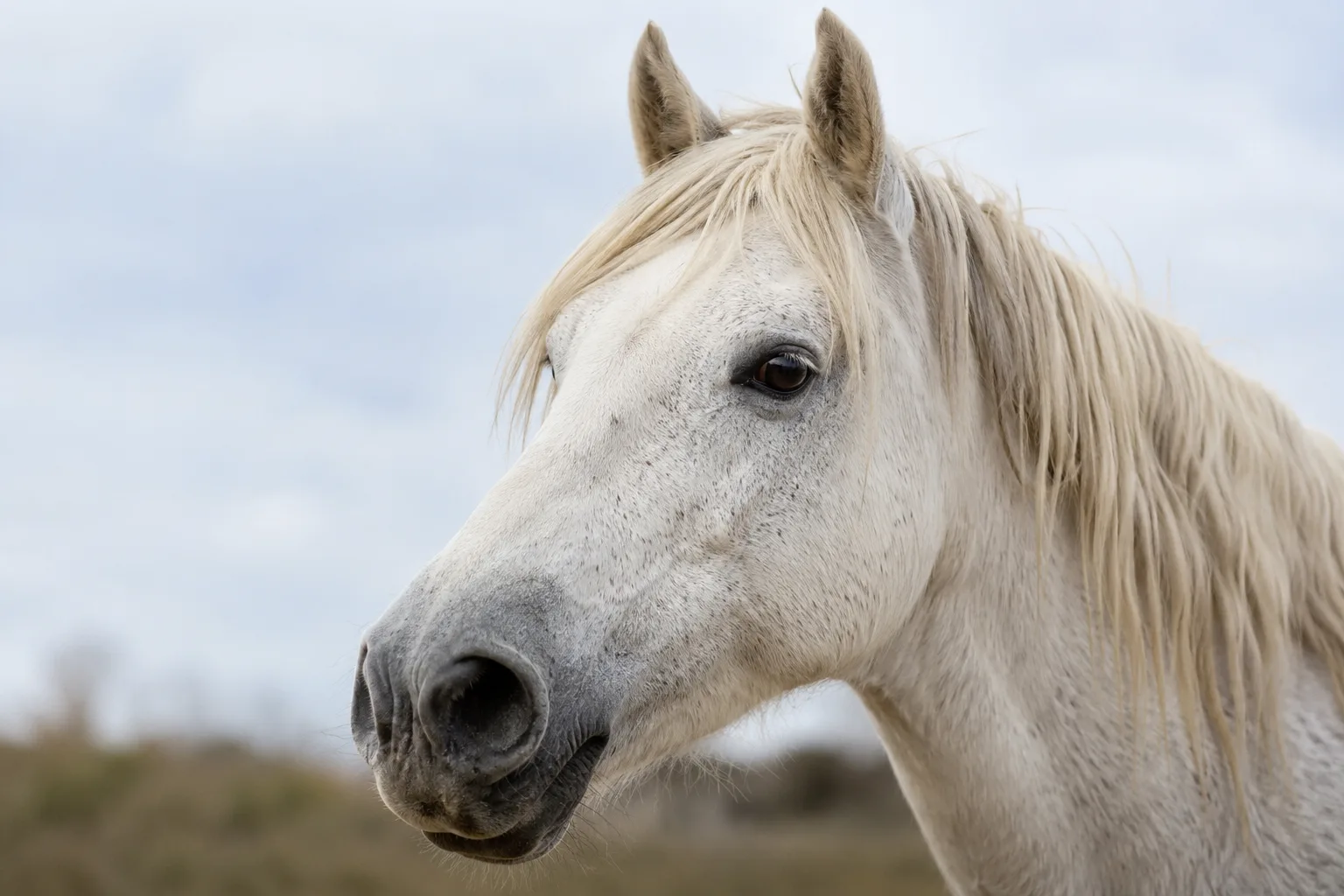 Close-up of a Camargue horse's head, showing its lively eyes and characteristic profile.