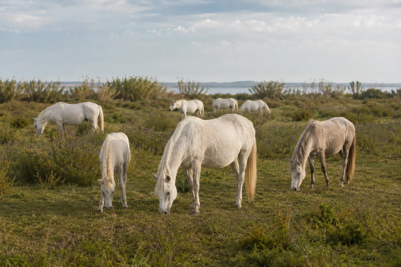 Herd of Camargue horses grazing in a typical Camargue landscape.