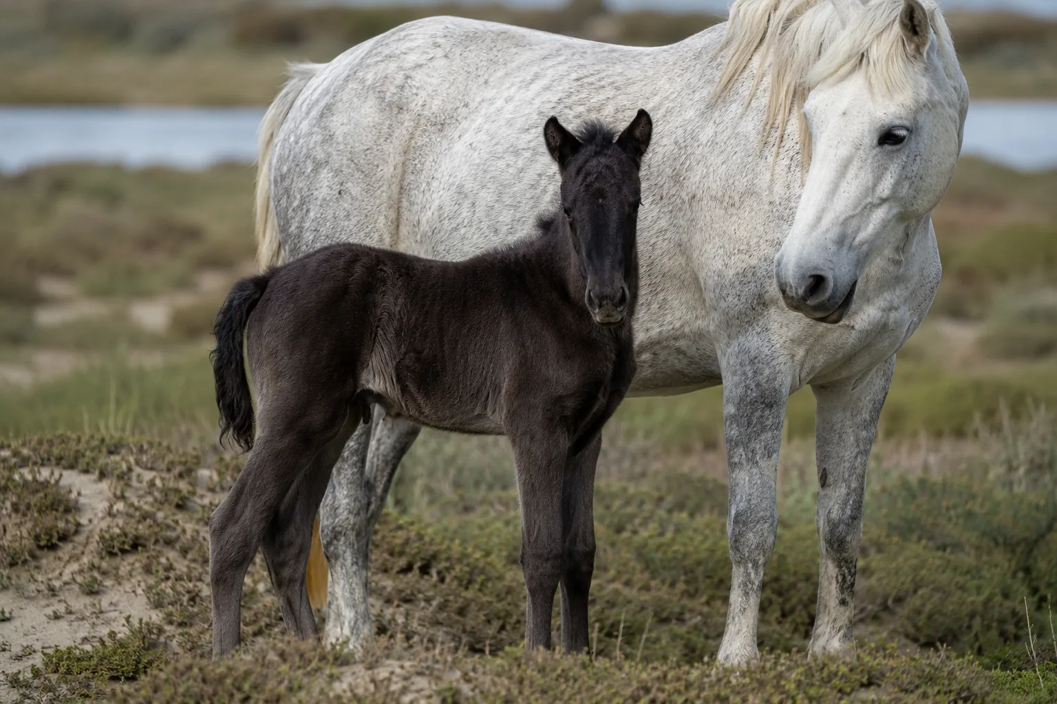 Camargue foal with a dark coat (bay or black) alongside its grey mother, illustrating the coat change.
