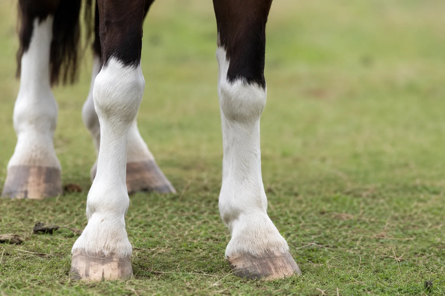 Close-up of a Clydesdale's white, silky feathers, highlighting this distinctive characteristic of the breed.