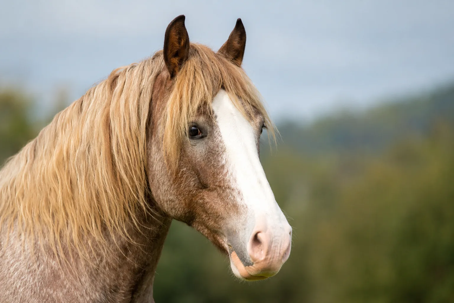 Close-up of an expressive Cob Normand head, with a straight profile and lively eyes.