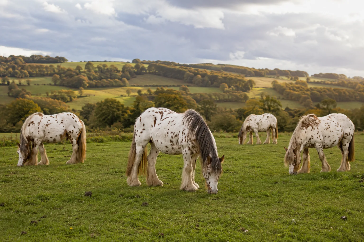 Several Cob Normands grazing in a typical Normandy landscape, peacefully browsing.