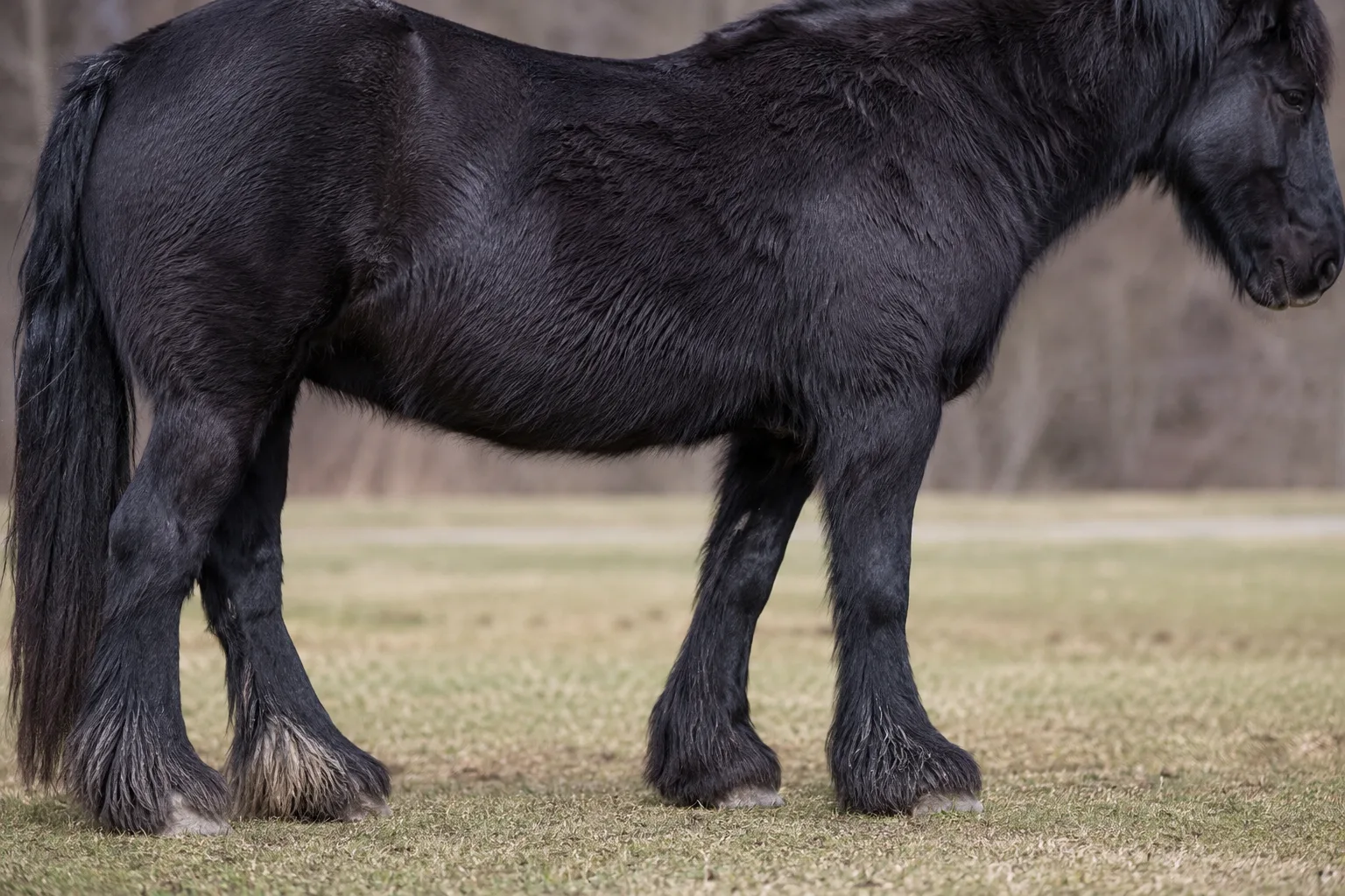 Black pangaré Cob Normand, showing the texture of its coat and its sparse feathering.