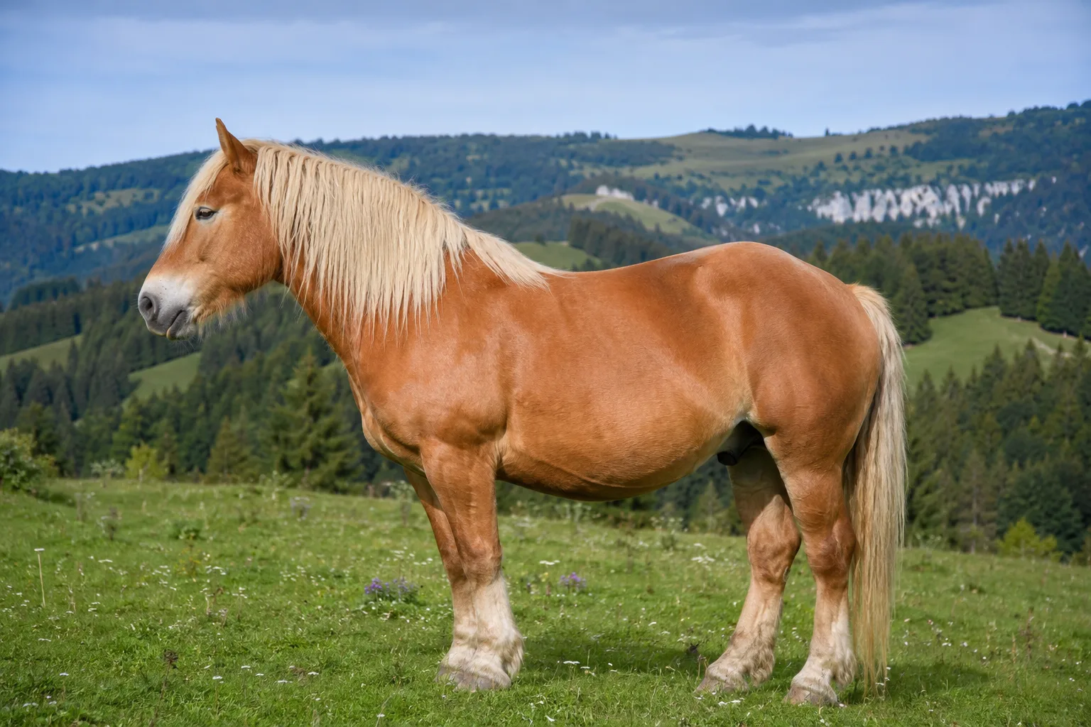 Flaxen chestnut Comtois horse, in profile, in a Jura pasture