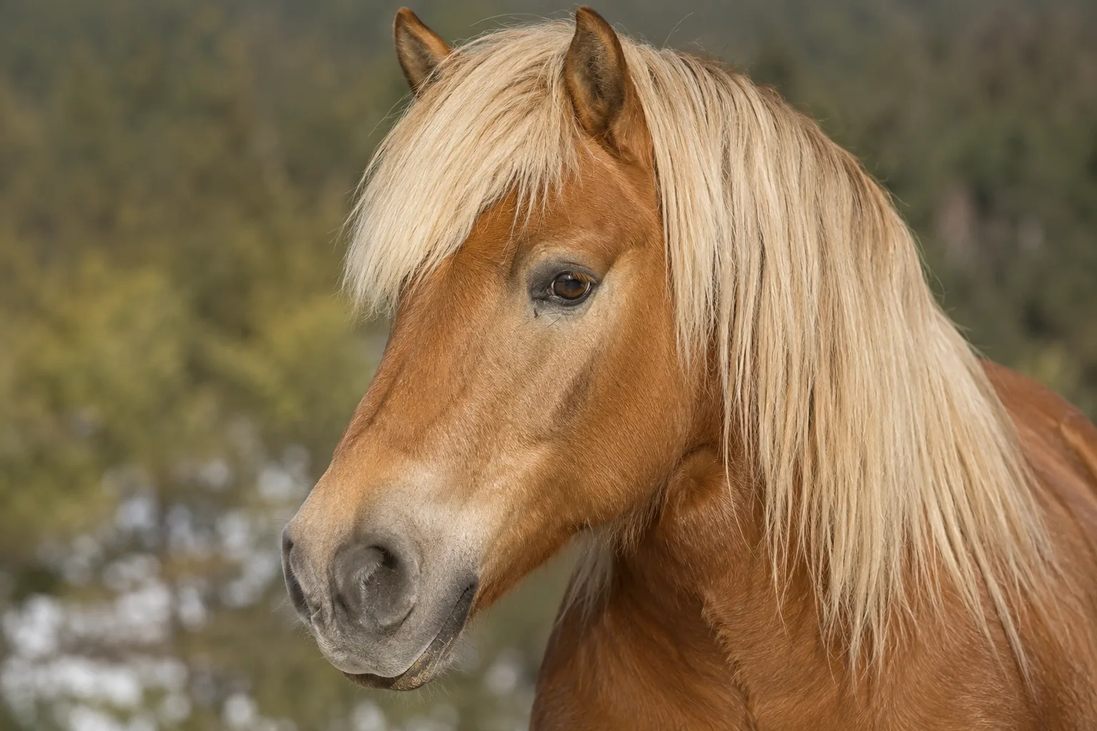 Close-up portrait of a Comtois horse's head