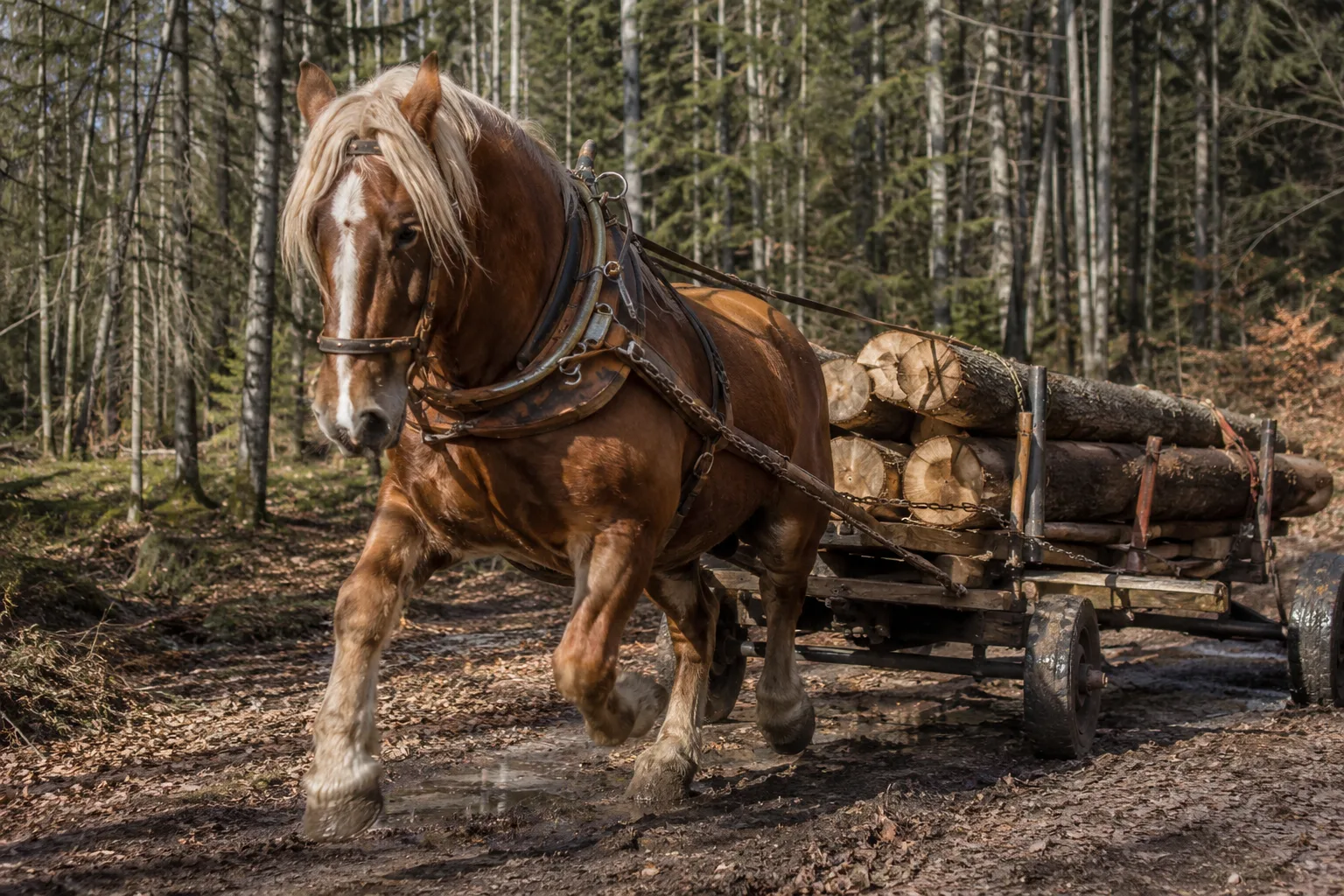 Comtois horse in action, pulling a cart in a forest