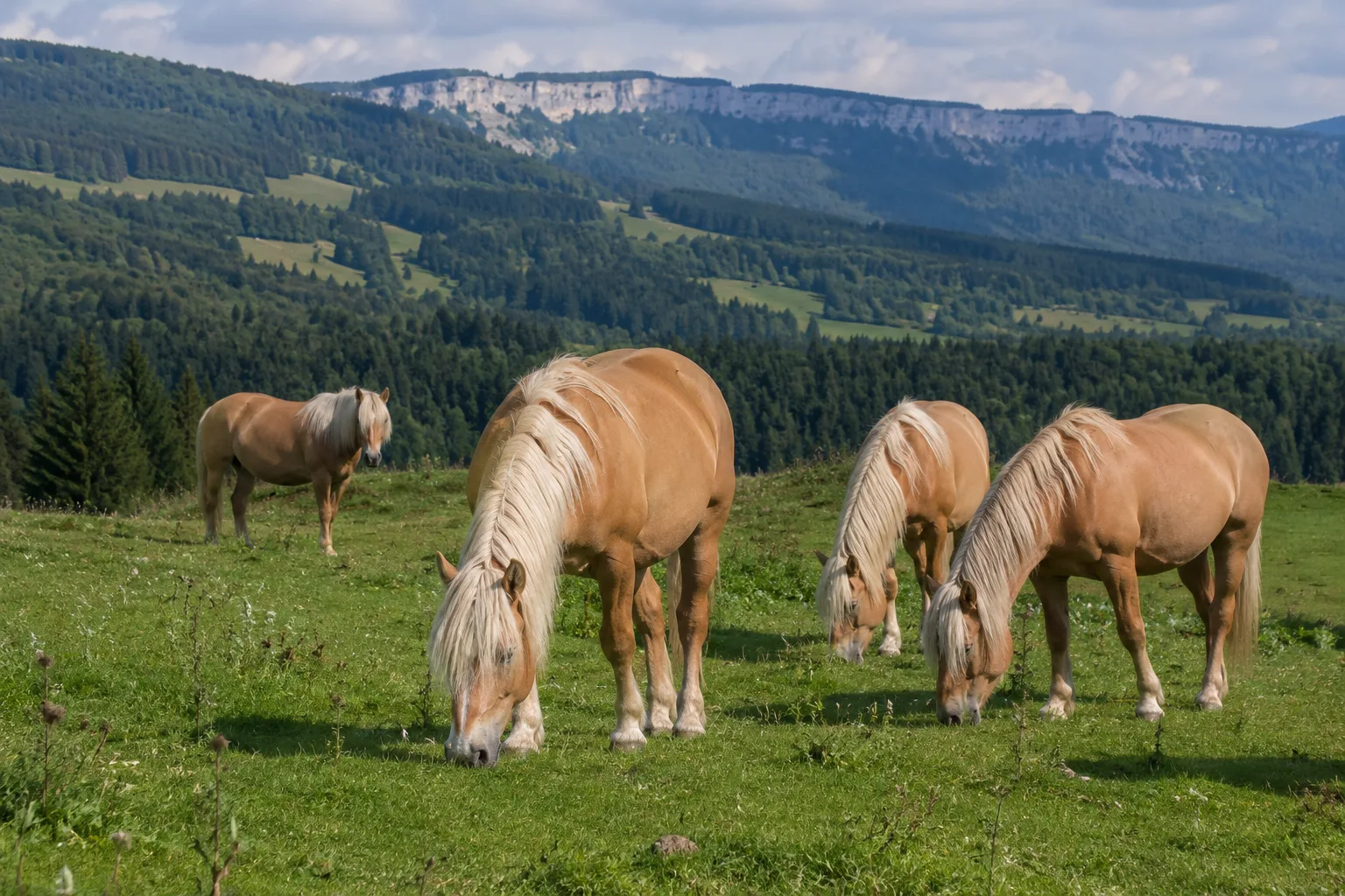 Herd of Comtois horses grazing in a mountain landscape