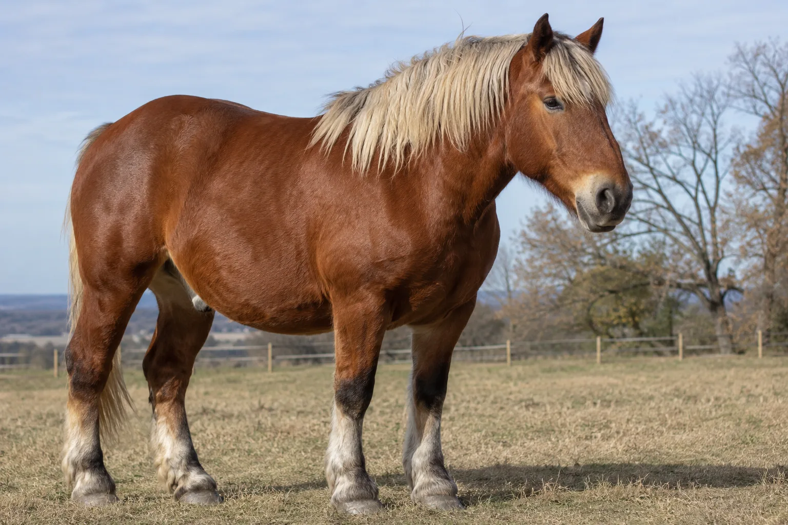 Detail of the legs and feathering of a bay Comtois horse