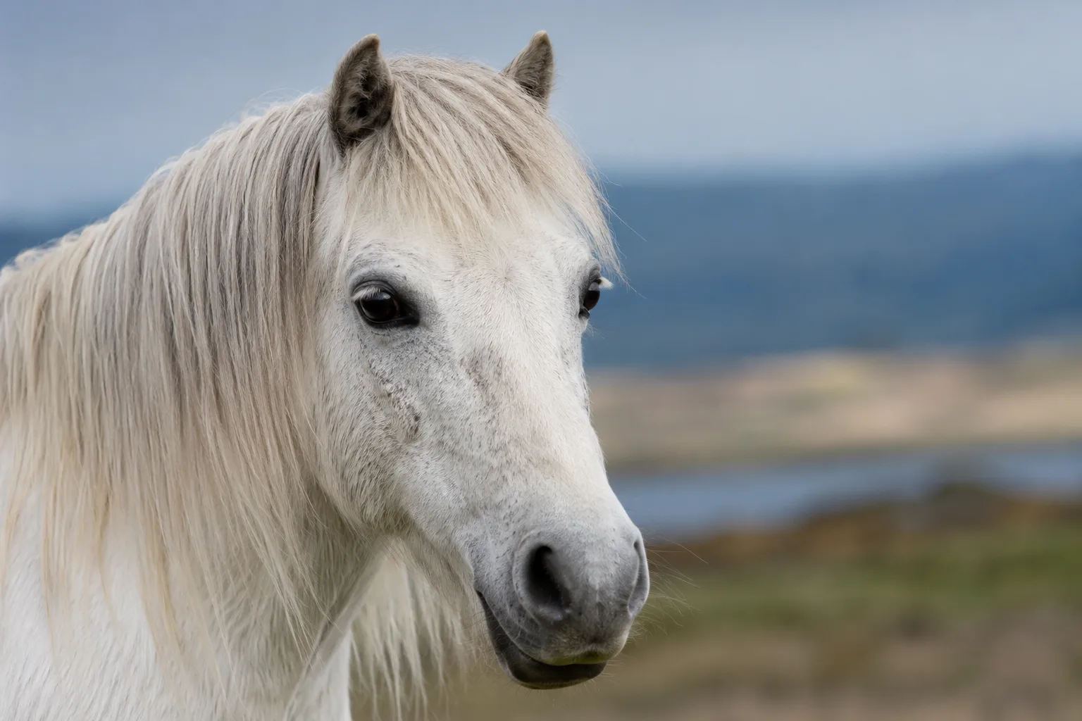 Close-up of a Connemara pony's head, showing its large expressive eyes and straight profile.