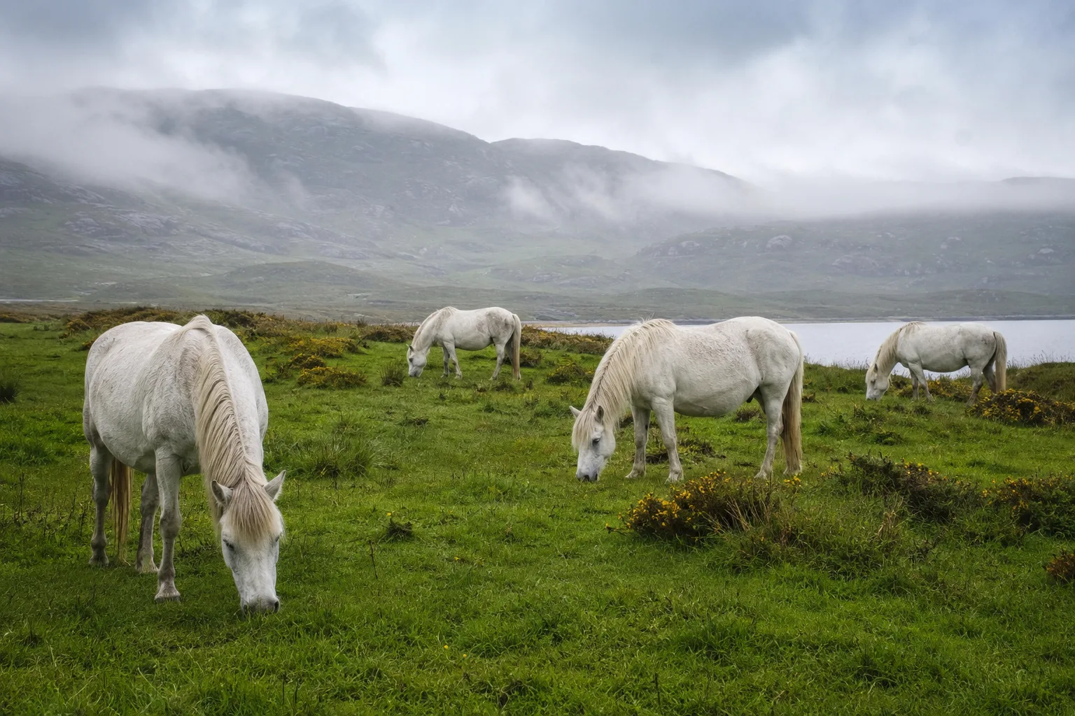 Herd of Connemara ponies grazing in a lush green meadow in Ireland, natural setting.