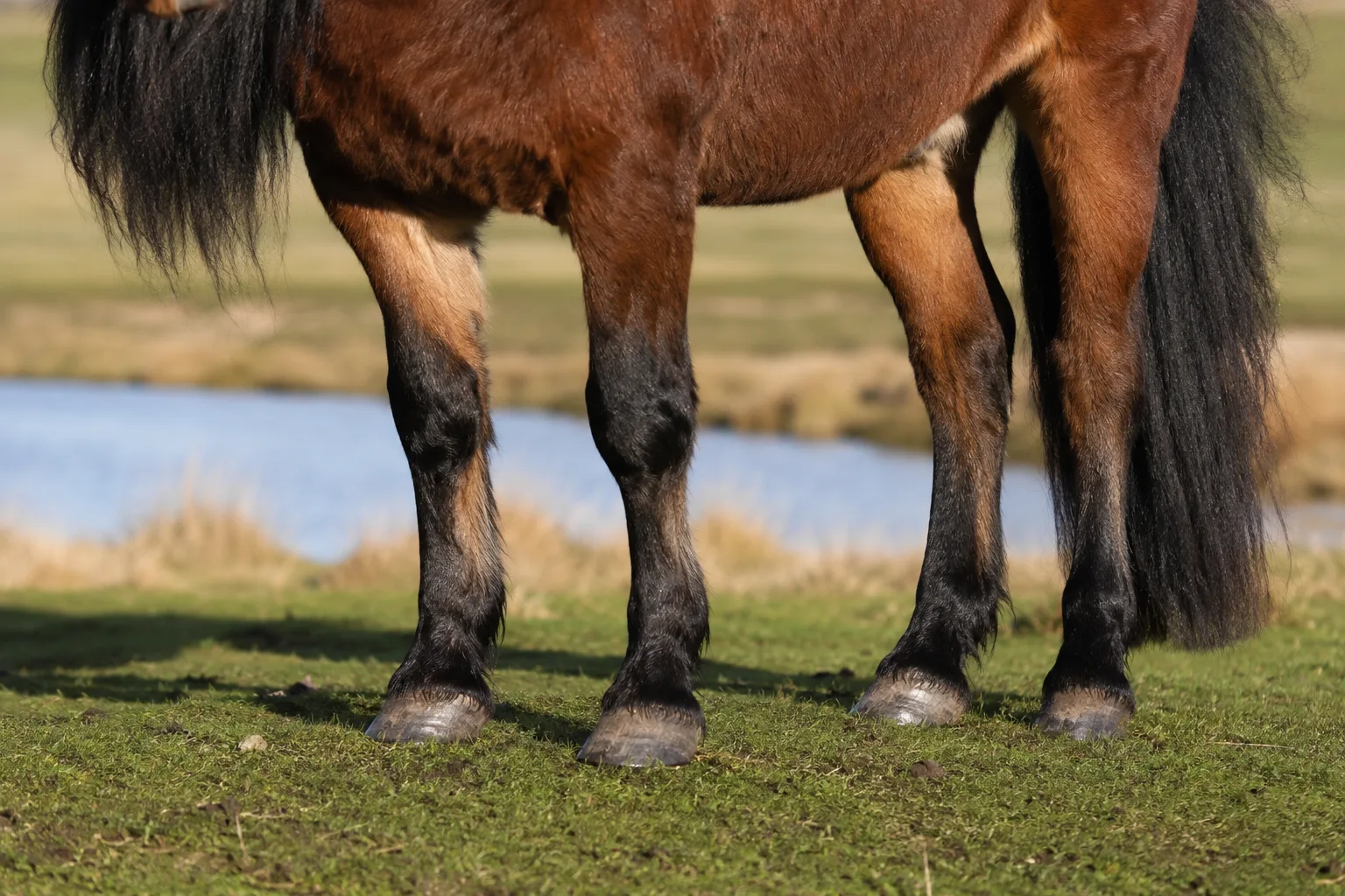 Bay Connemara pony, highlighting its robust hooves and abundant mane and tail.
