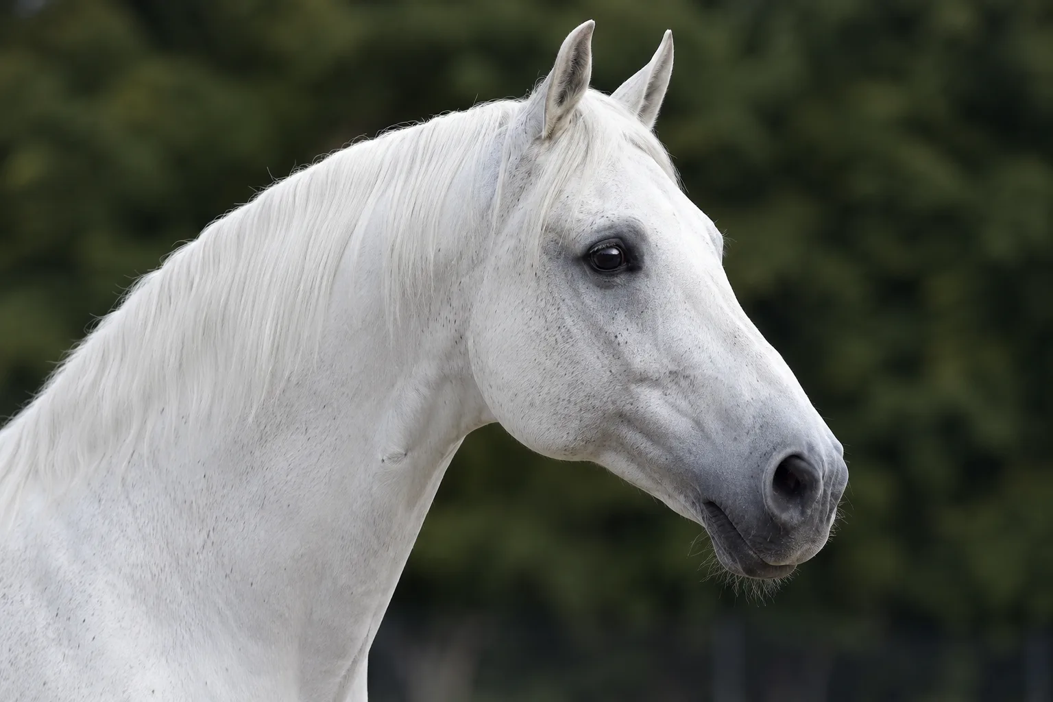 Portrait en gros plan d'une tête de cheval Criollo, yeux vifs et profil rectiligne
