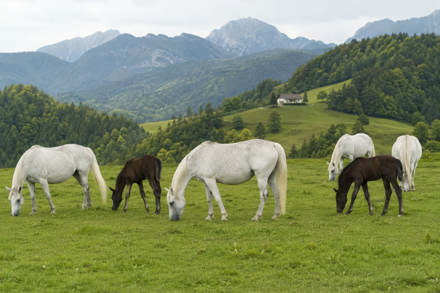 Troupeau de chevaux Criollo au pâturage dans un paysage de pampa sud-américaine