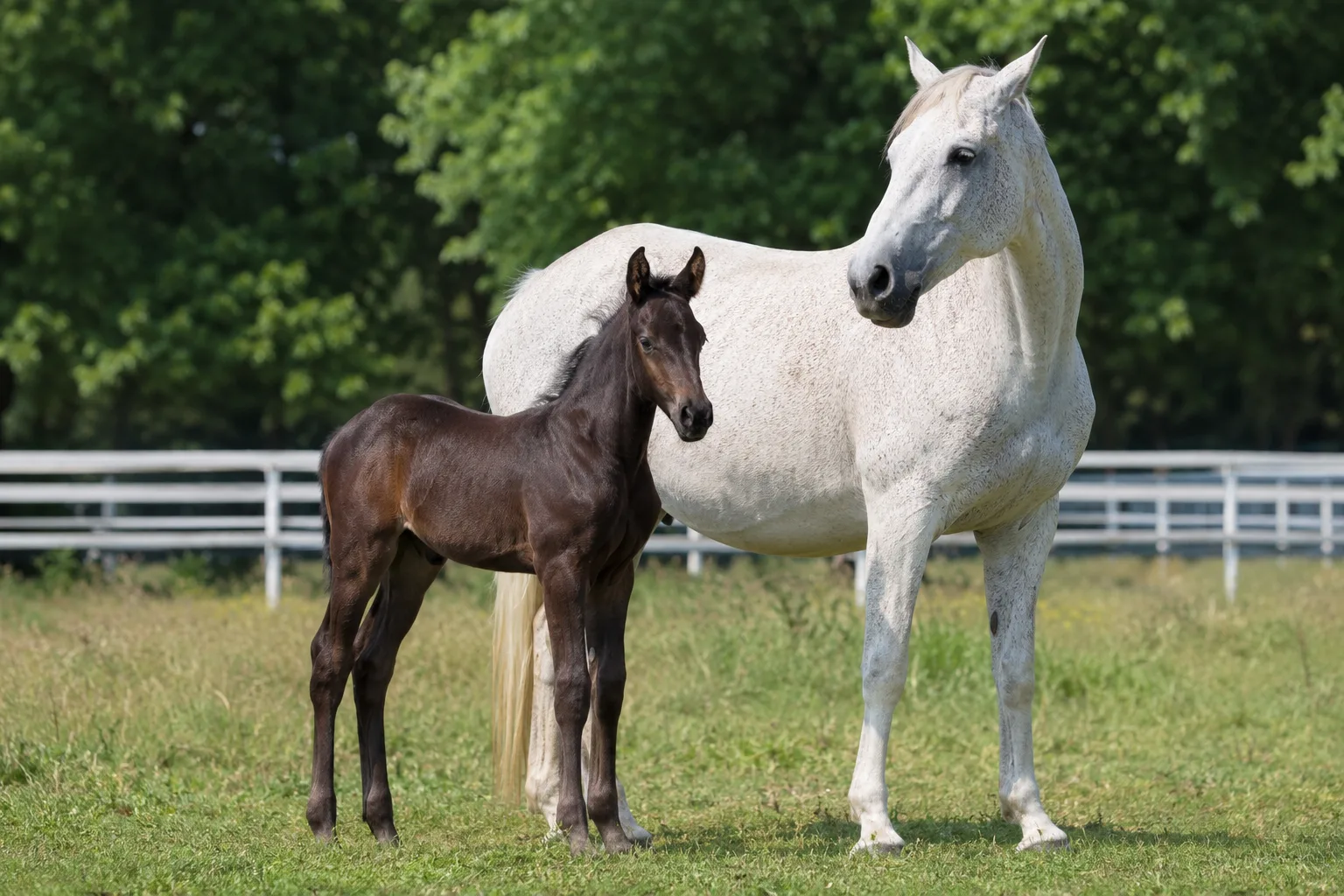 Cheval Criollo avec une robe pie tobiano, mettant en valeur la diversité des robes de la race