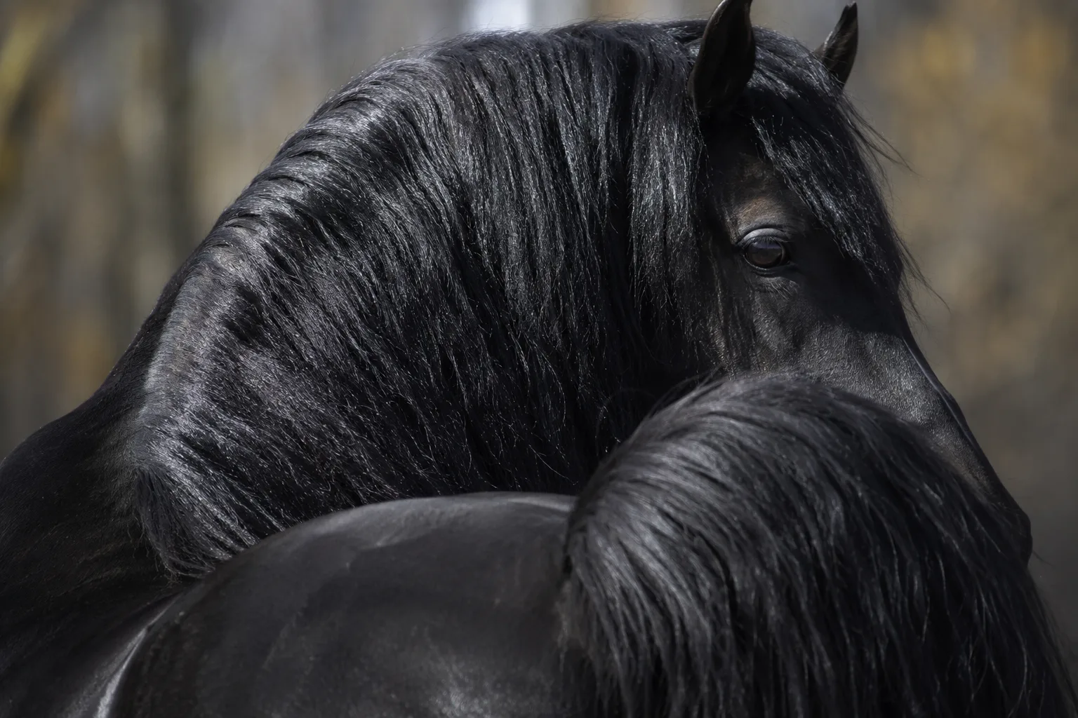 Black and white pinto Falabella, showing the diversity of coat colors and the fineness of its limbs and hooves.