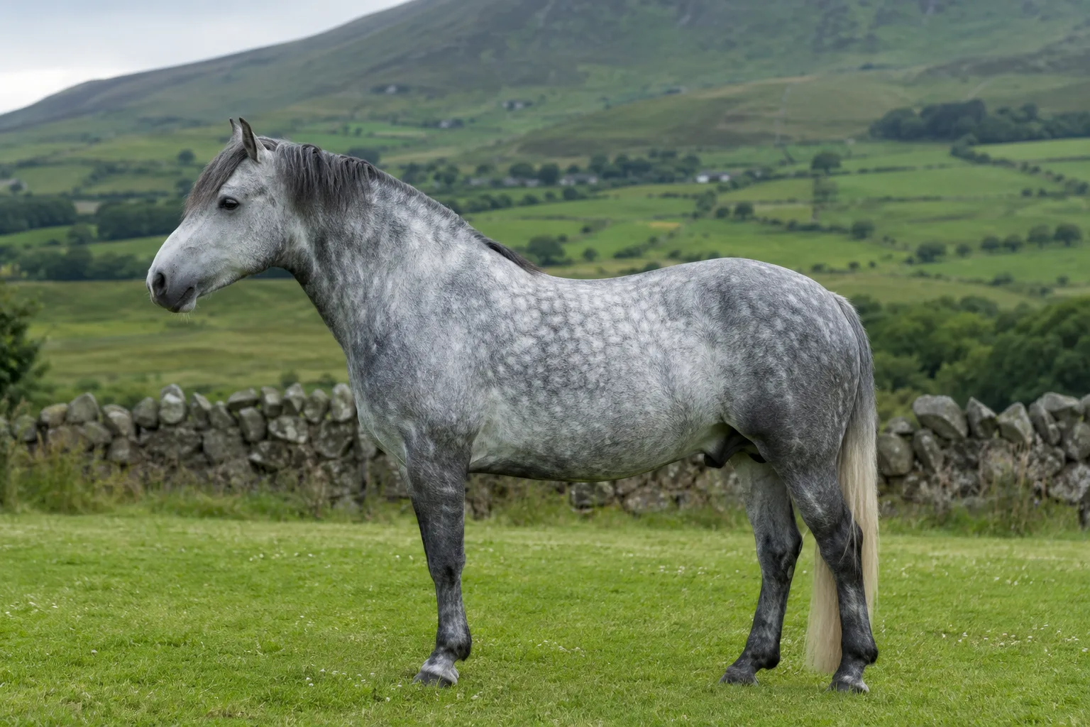 Fjord horse in profile, dun brunblakk coat, hogged mane, in a Norwegian fjord landscape