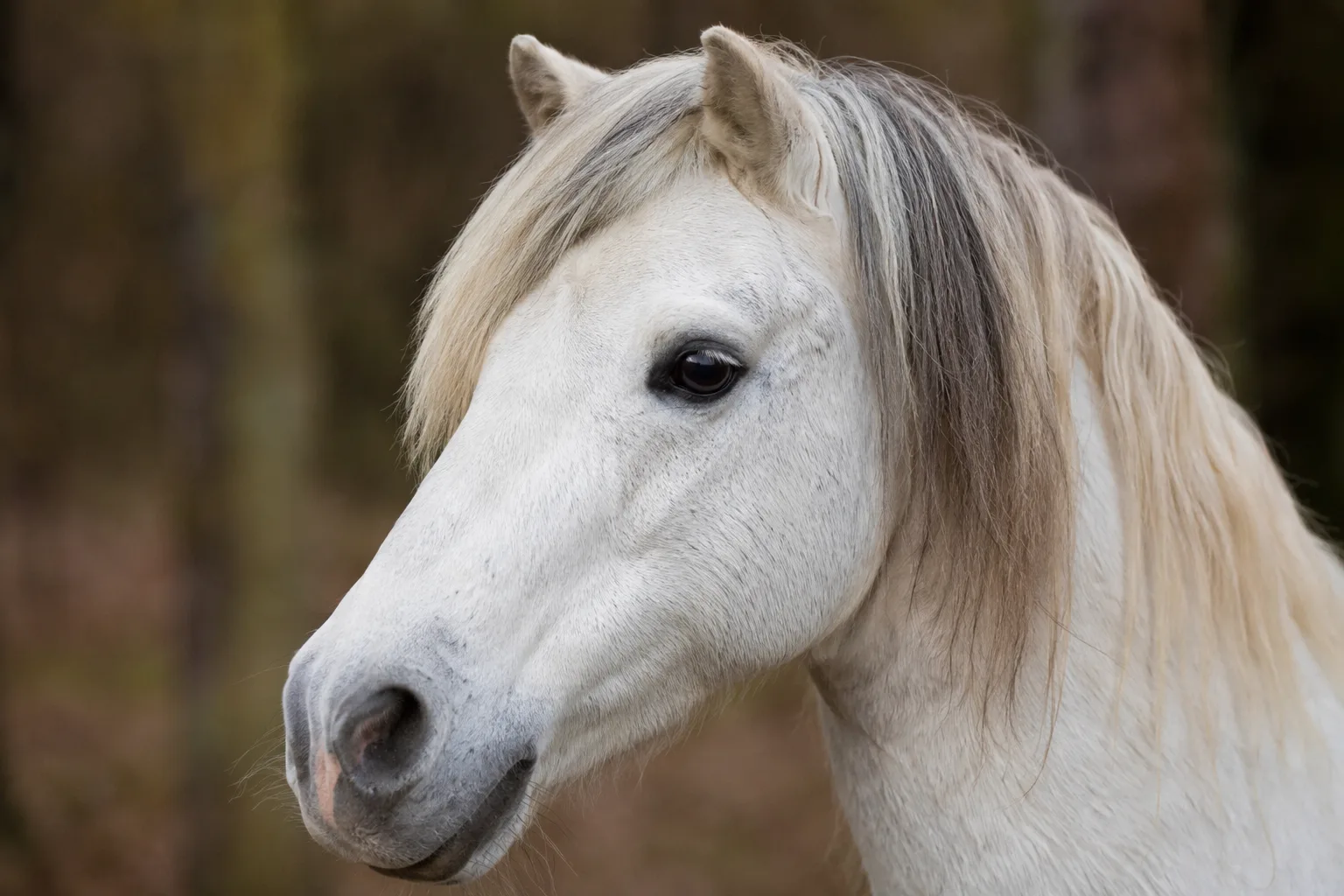 Close-up portrait of a Fjord horse's head, gentle eyes, bicolored hogged mane