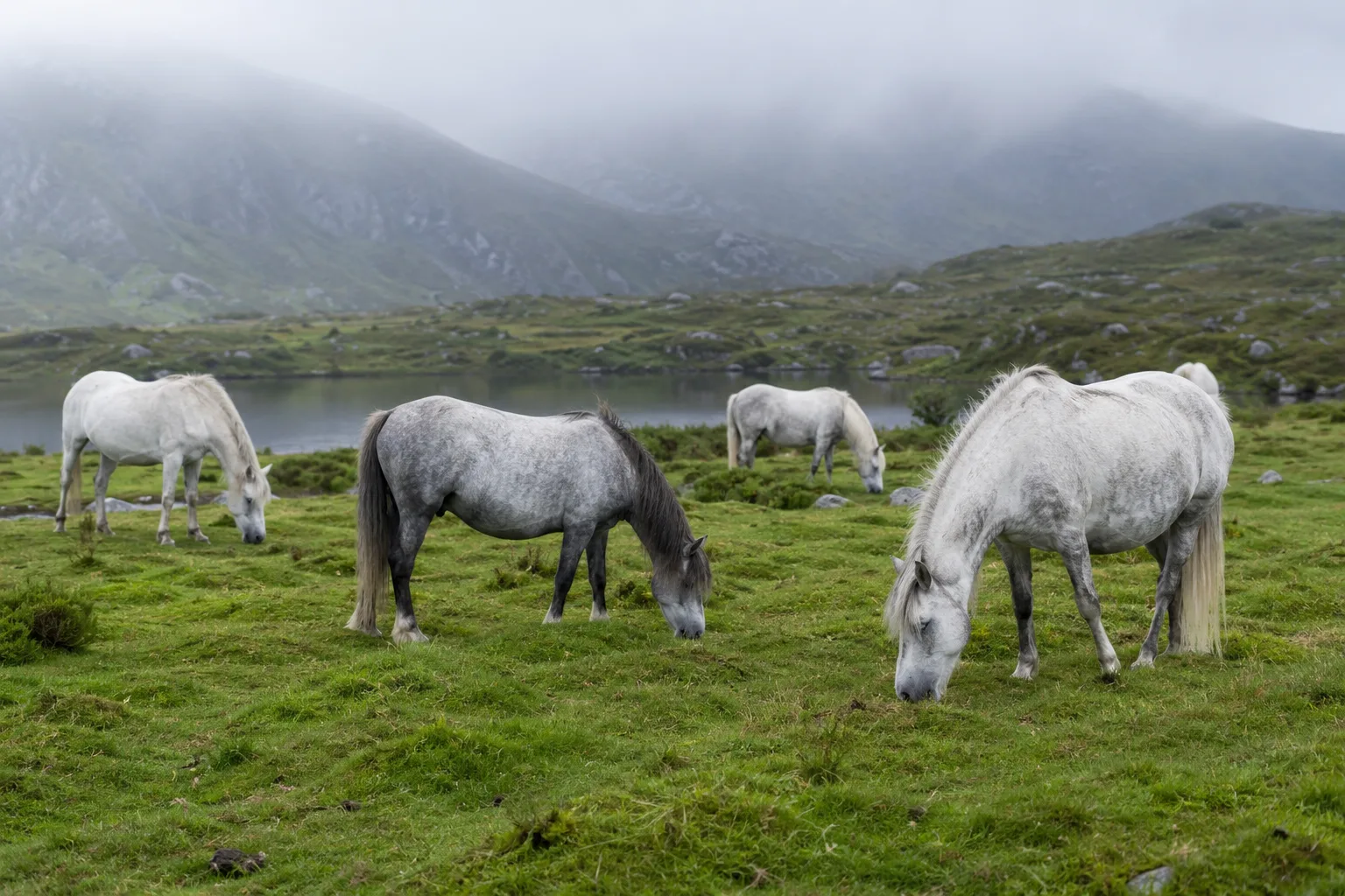 Herd of Fjord horses grazing in a lush Norwegian landscape