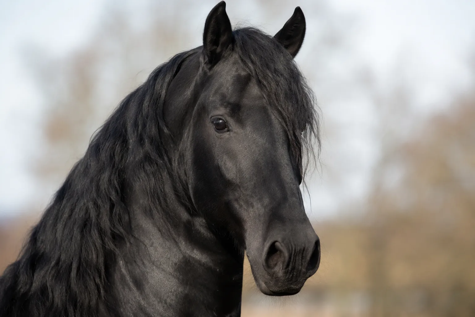 Gros plan sur la tête d'un cheval Frison, mettant en valeur ses yeux expressifs et son profil rectiligne.