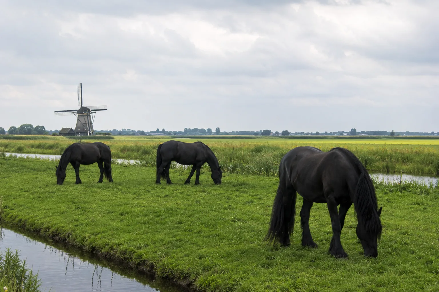 Plusieurs chevaux Frisons au pâturage dans un paysage de polders néerlandais, avec des canaux et un moulin à vent.