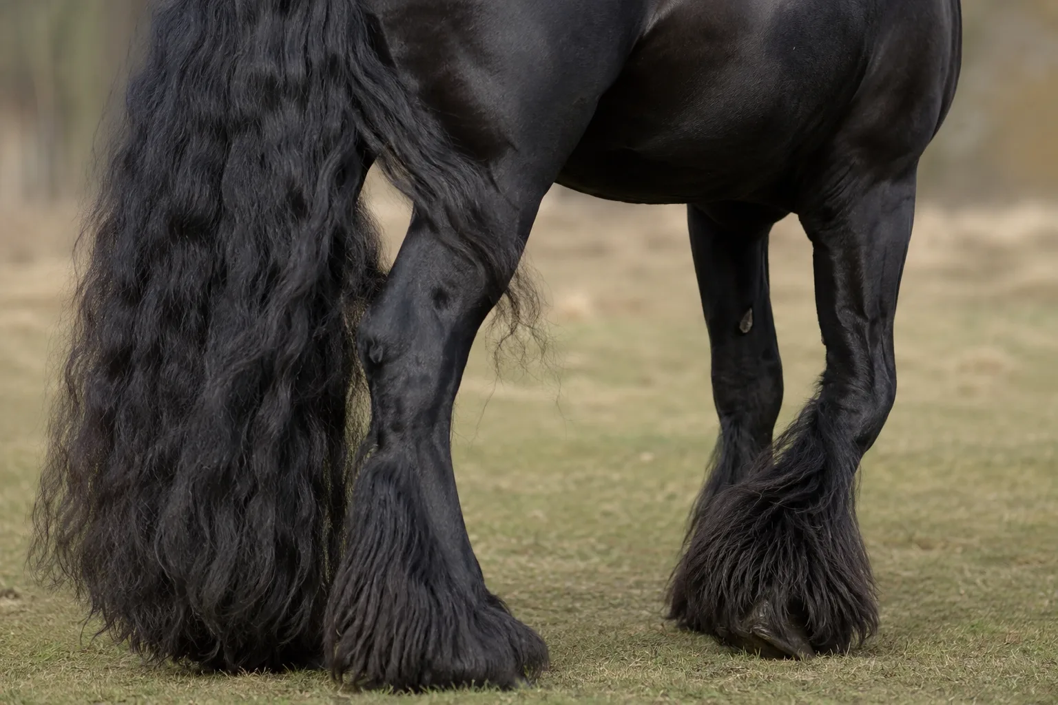 Détail des longs crins (crinière et queue) et des fanons abondants d'un cheval Frison noir.