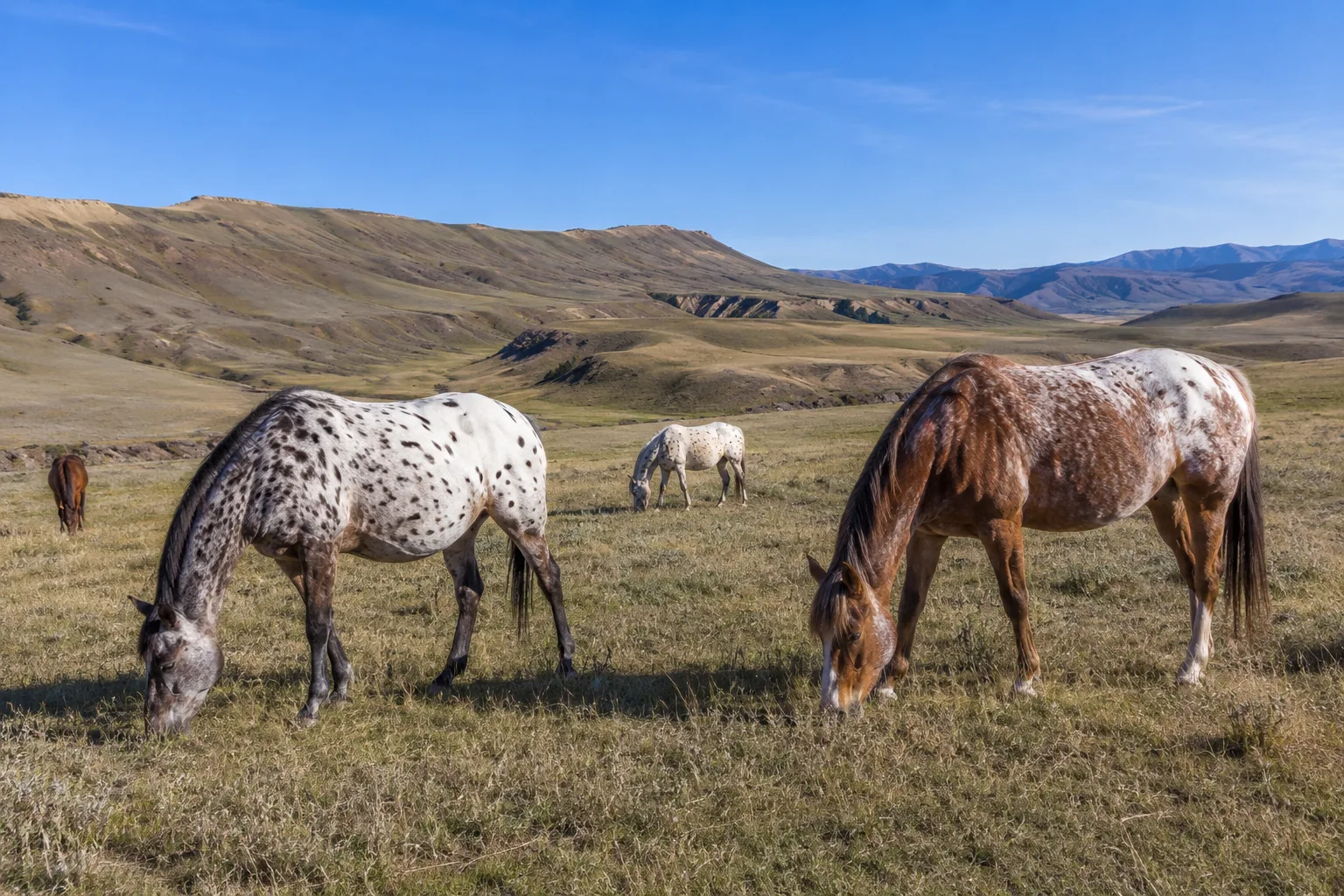 Herd of Haflingers peacefully grazing in a mountain pasture.