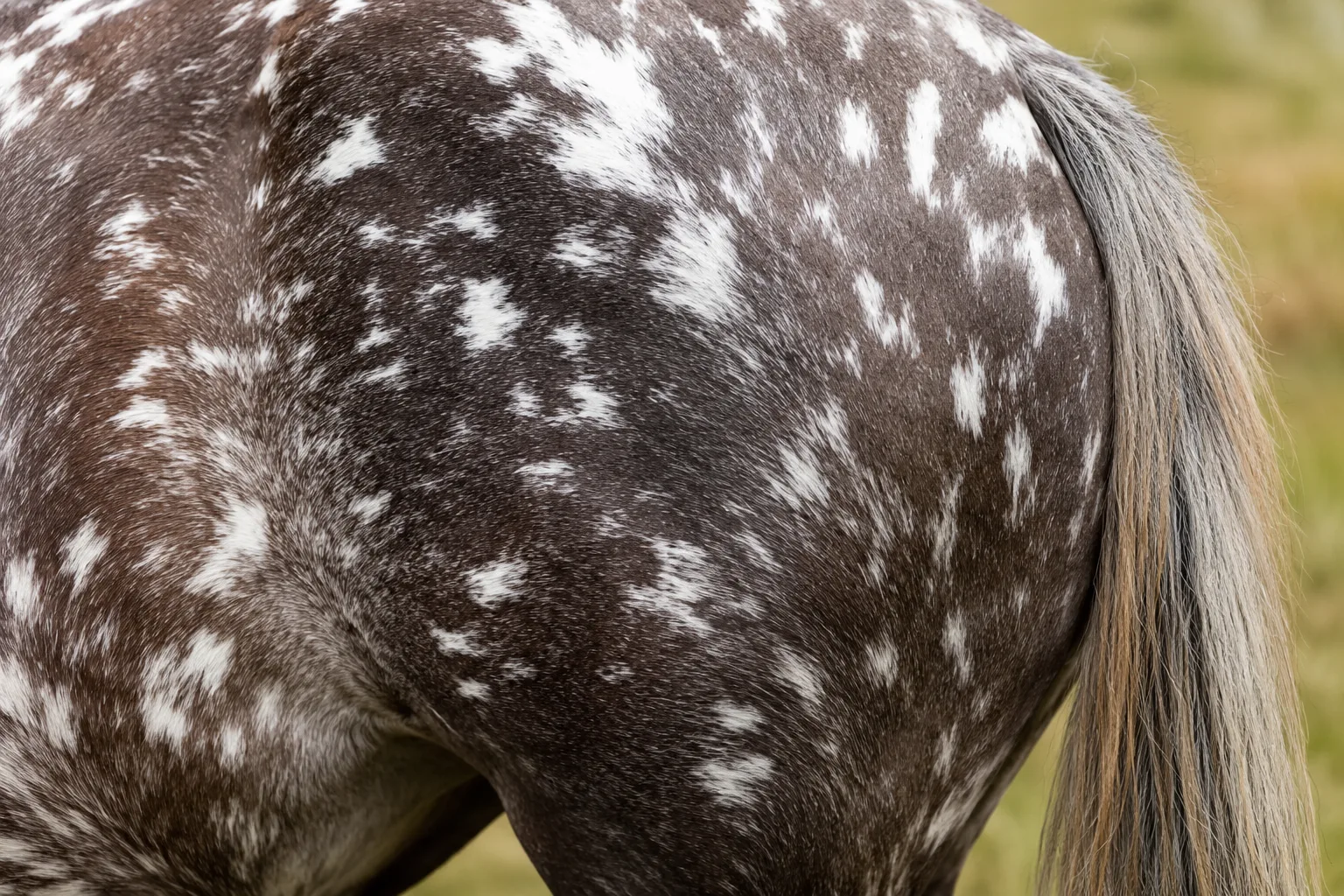 Detail of a Haflinger's thick, flaxen mane, characteristic of the breed.