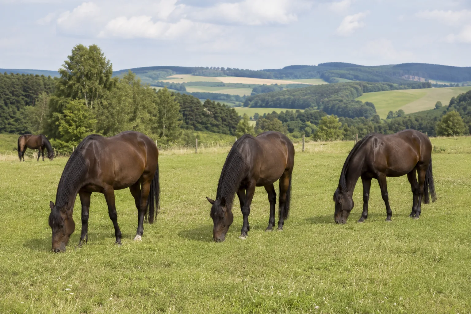 Plusieurs chevaux Hanovriens au pâturage dans un paysage de campagne allemande, sous un ciel clair.