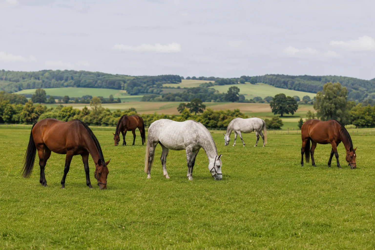 Several Holsteiner horses (bay and grey) grazing in a lush green landscape, natural ambiance.