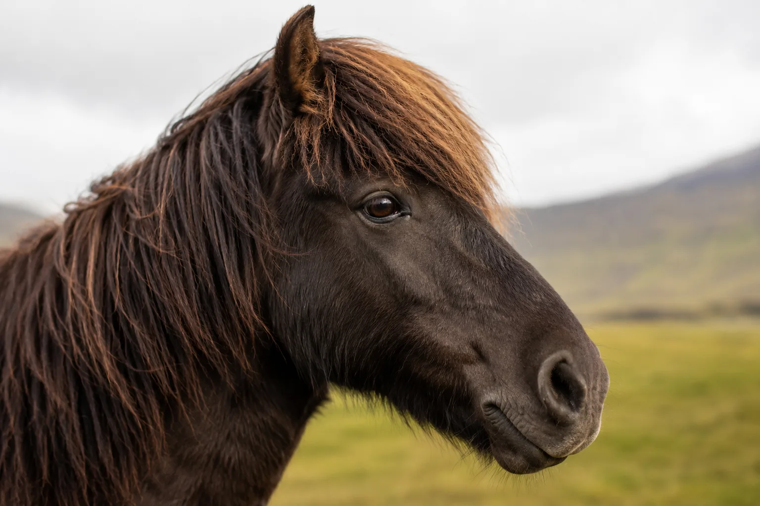 Close-up portrait of an Icelandic horse's head, with its expressive eyes