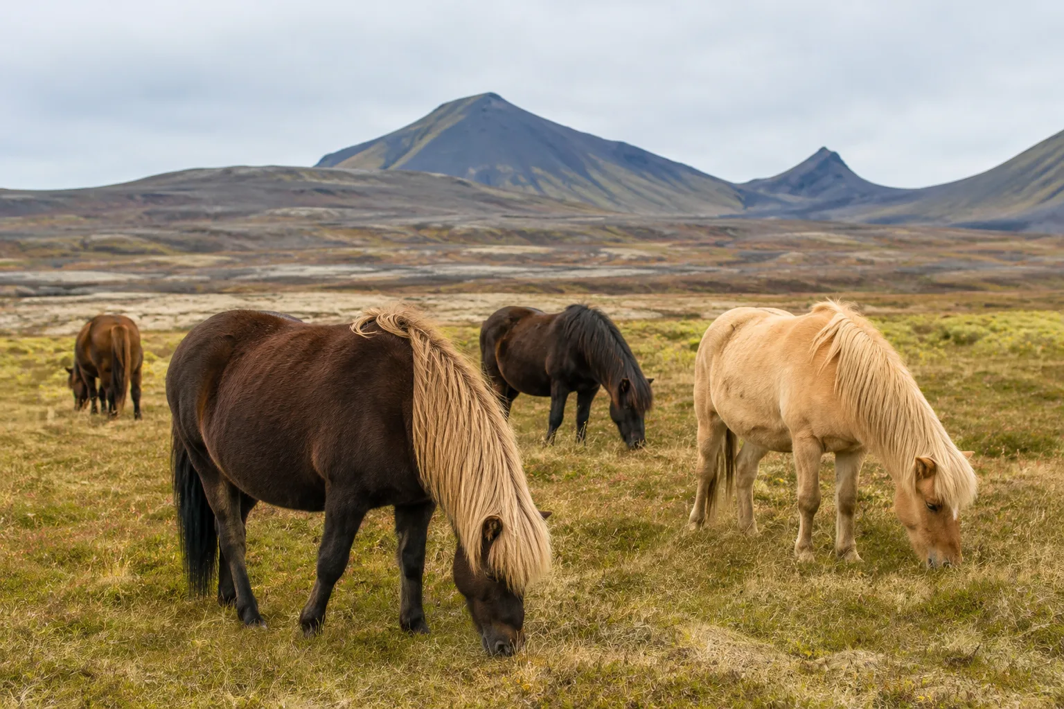 Herd of Icelandic horses grazing in a mountainous Icelandic landscape