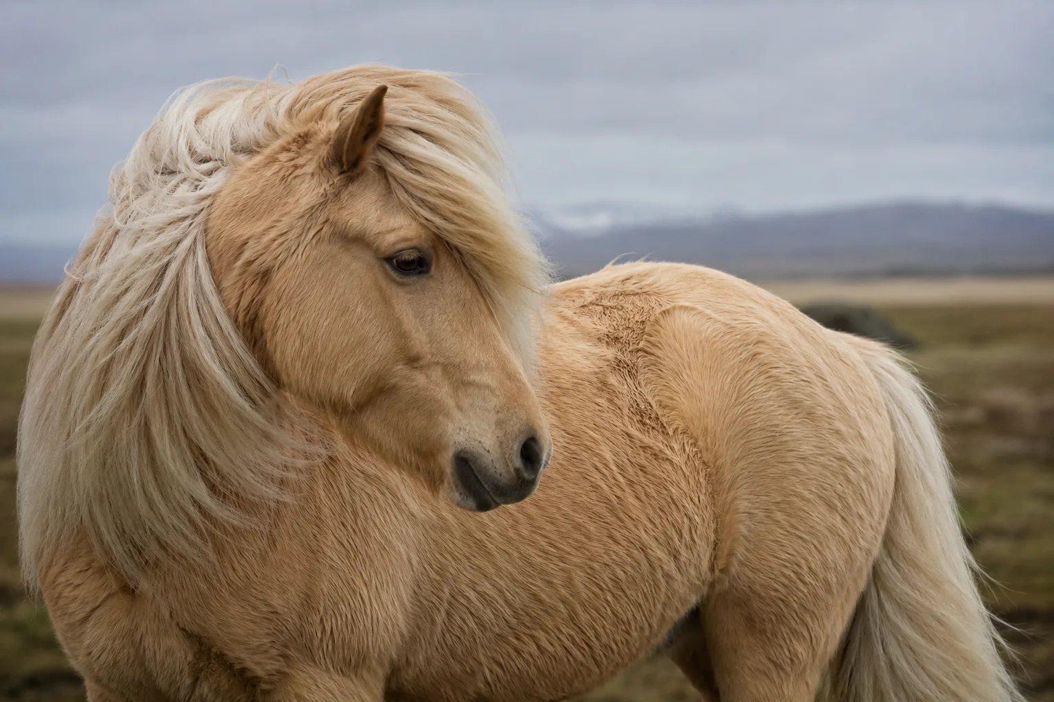 Palomino Icelandic horse, showcasing its thick mane and tail
