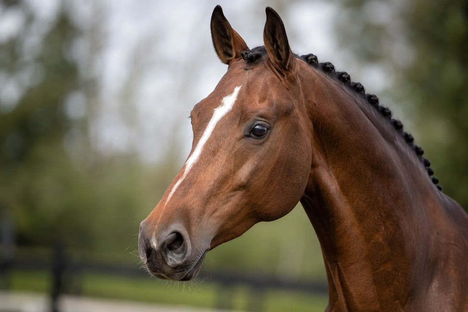 Close-up of a KWPN / Warmblood horse's head, showing its lively eyes and elegant profile.