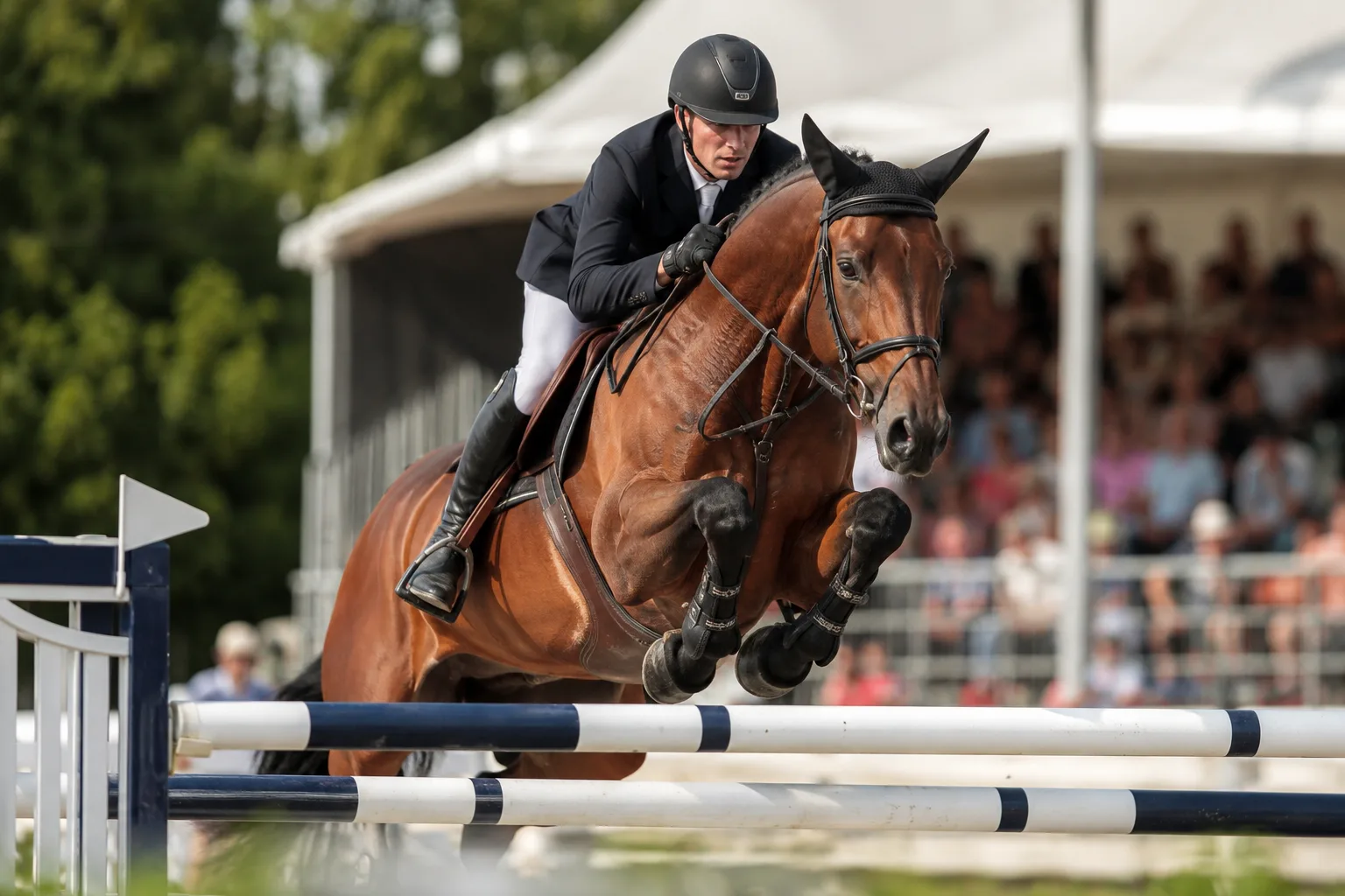 KWPN / Warmblood horse in mid-show jump, with its rider, in competition.