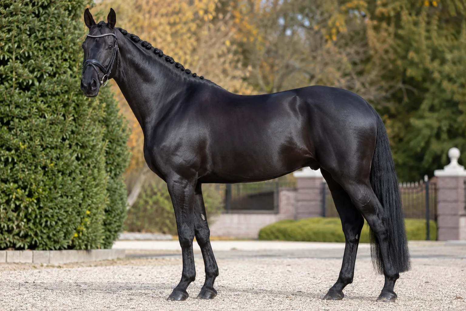 KWPN / Warmblood horse with a glossy black coat, highlighting its coat and furnishings.