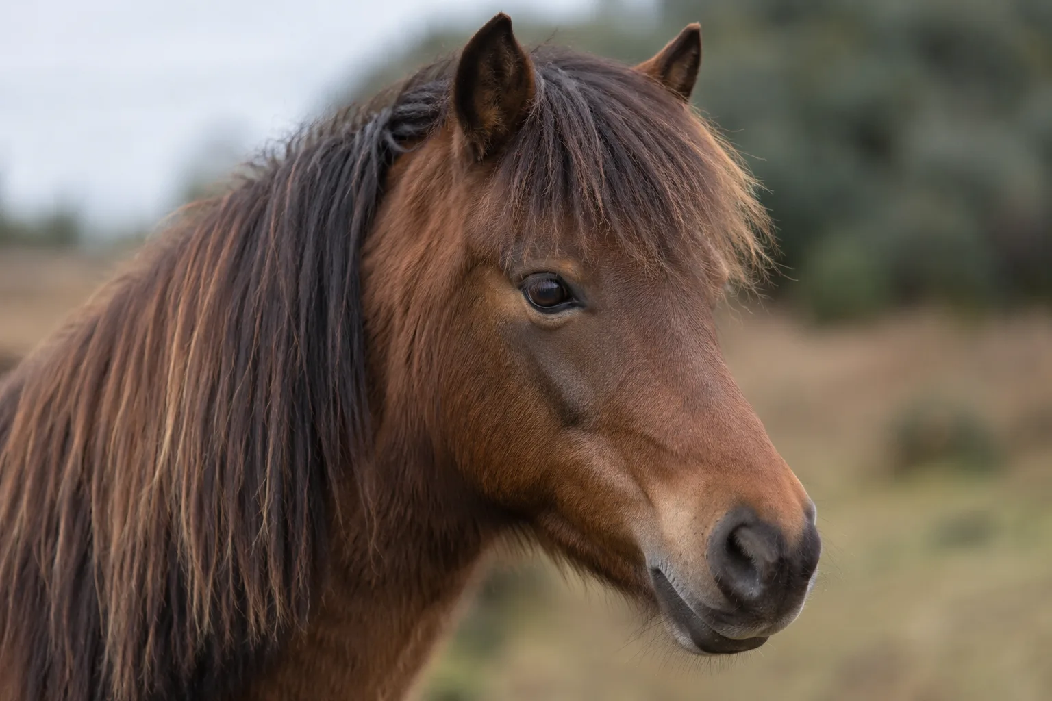 Close-up of a Lipizzan horse's head, showing its noble profile, expressive eyes, and slightly convex face.