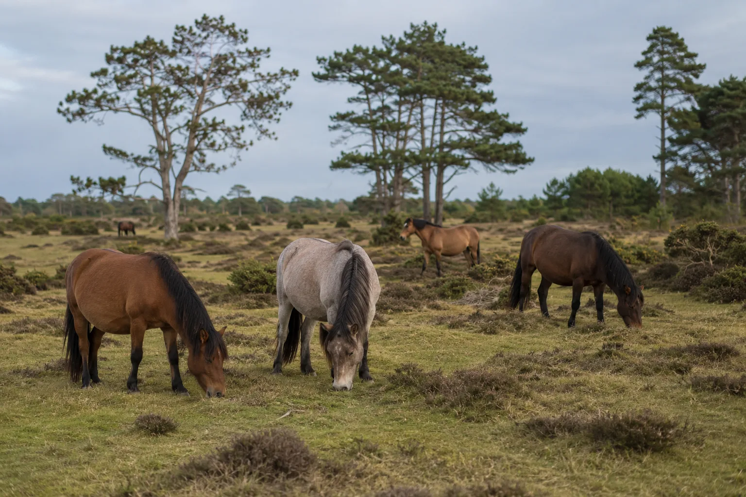 Herd of Lipizzan horses (grey adults and darker foals) grazing peacefully in a large rolling meadow with mountains in the background.