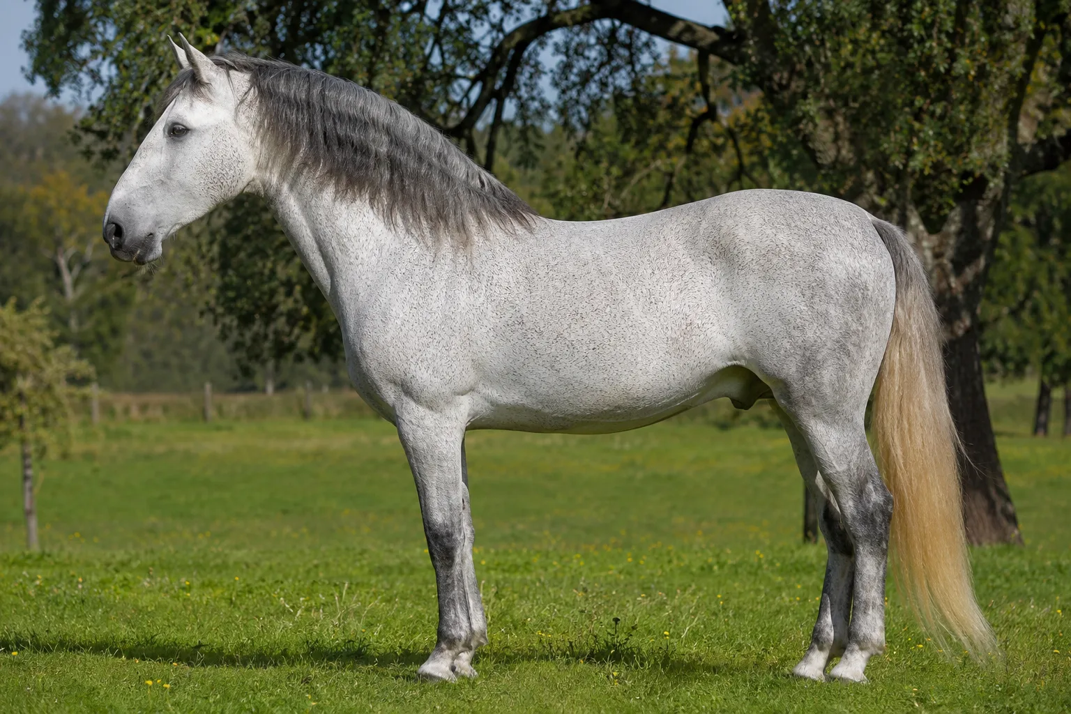Grey Lusitano horse in full profile, standing in a sunny meadow, showing its elegant and powerful conformation.