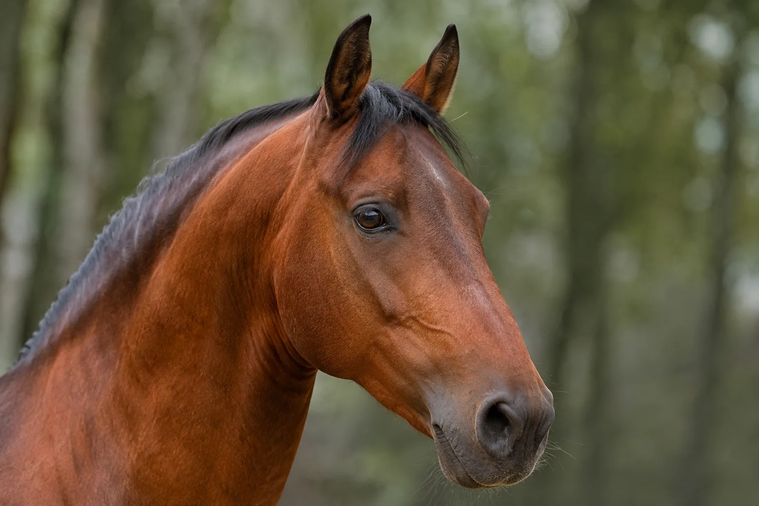 Close-up of a bay Lusitano's head, highlighting its Roman nose and lively gaze.