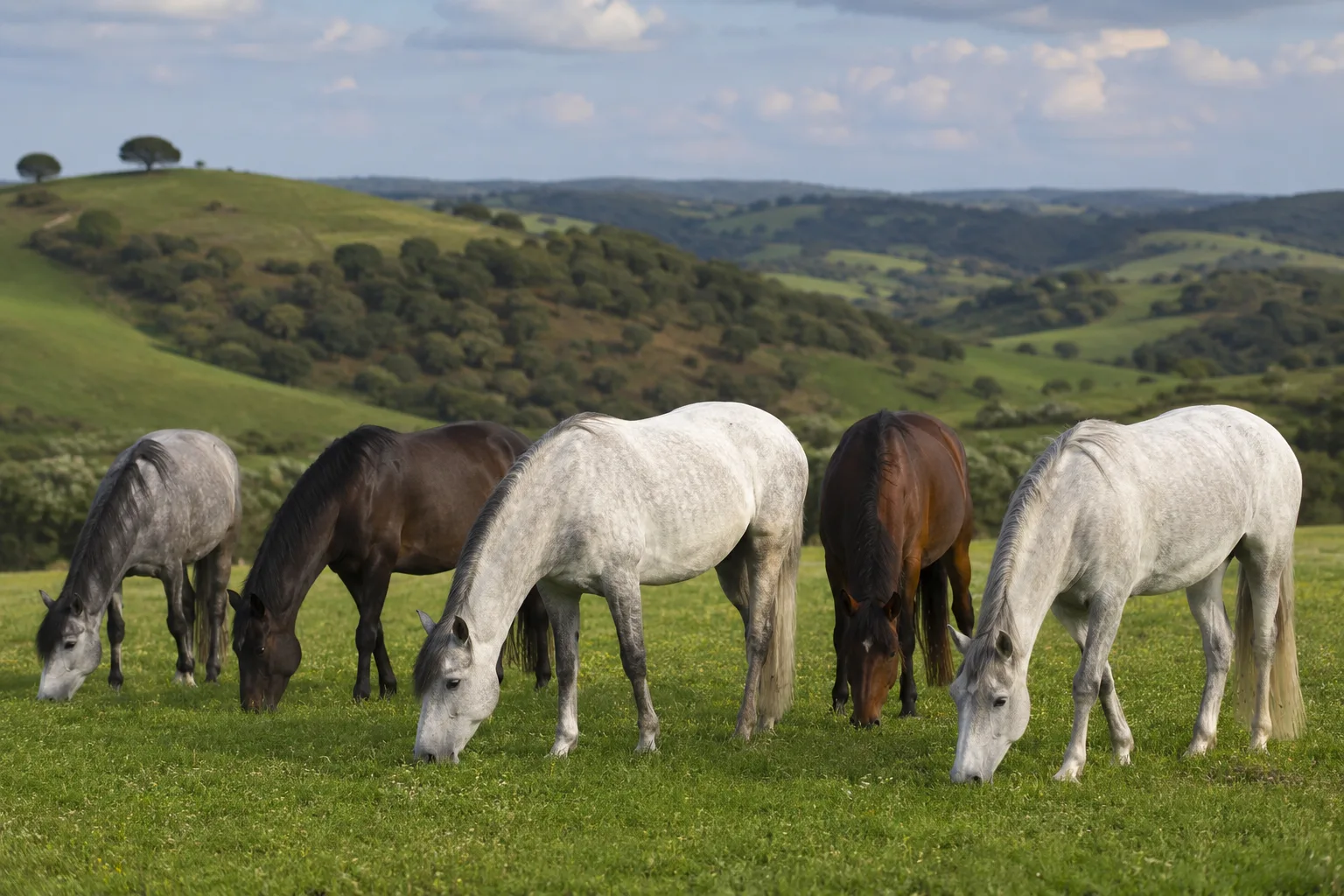 Herd of Lusitano horses (grey and bay) grazing peacefully in a large green meadow, evoking the Portuguese landscape.