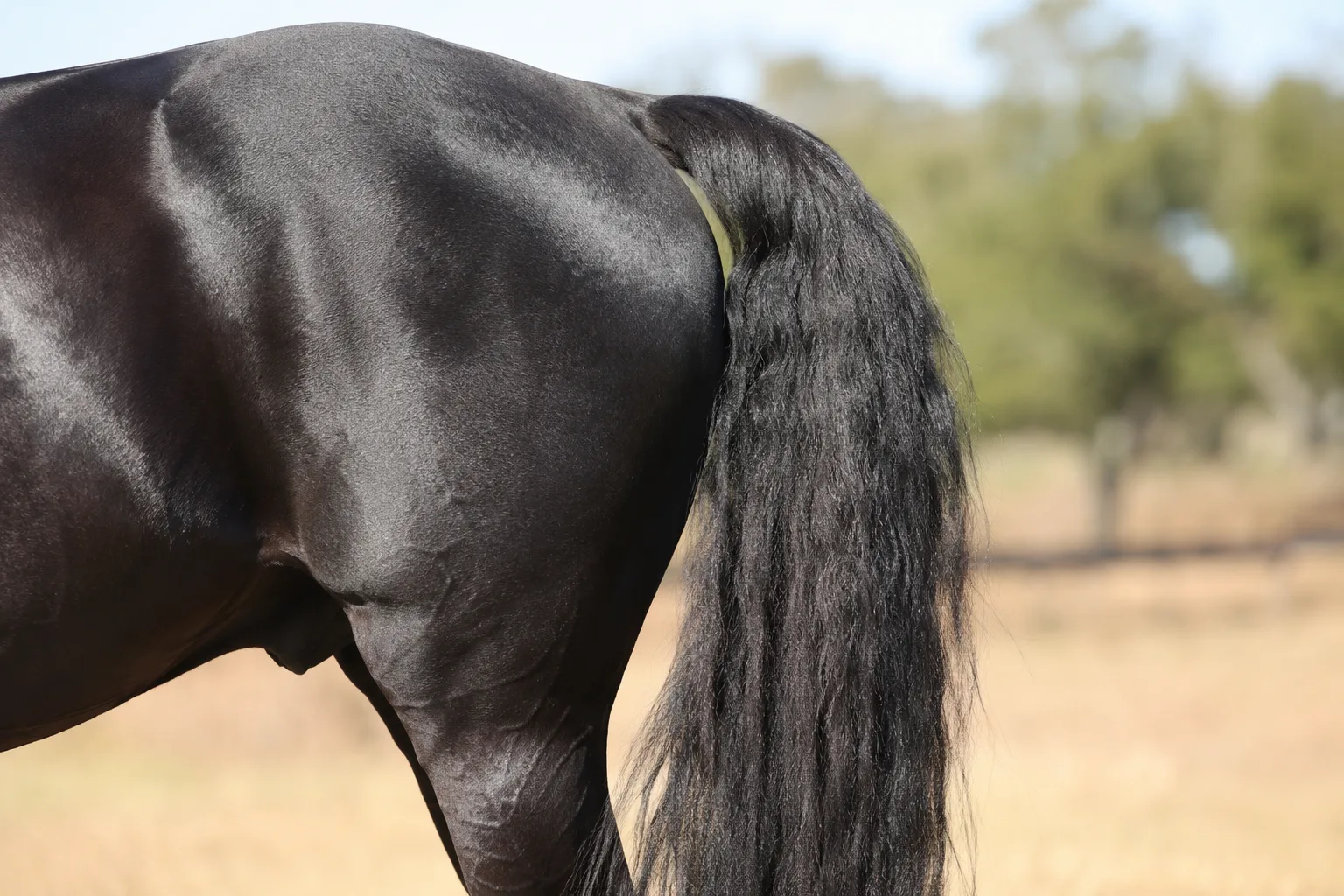 Detail of a black Lusitano, highlighting its powerful hindquarters and coat quality.