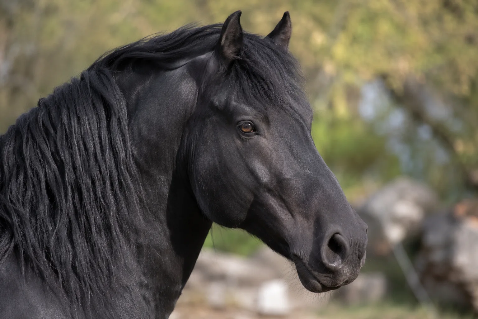Close-up of the expressive head of a black Mérens horse